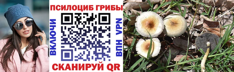 Псилоцибиновые грибы Cubensis  Купить  Михайлов 